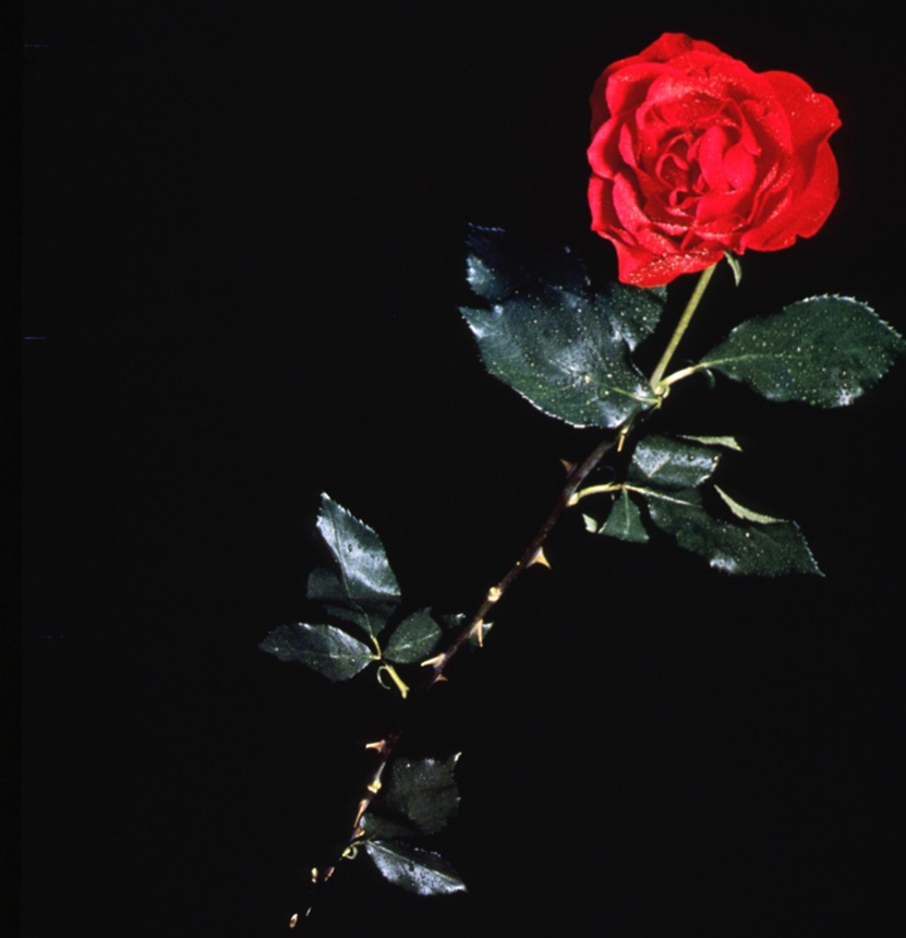 Test Poem